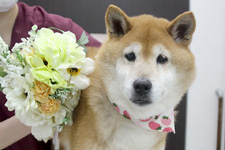 チャッピーちゃん