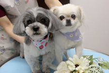 ペロくん、コツブちゃん