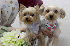 マリーちゃん、カイくん