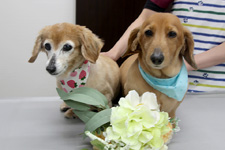 メロちゃん、ソラくん